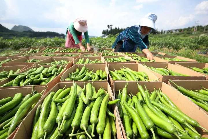 图片[2]-农村被人遗漏的暴利种植项目，利润一亩2万，一年可赚80万-就爱副业网