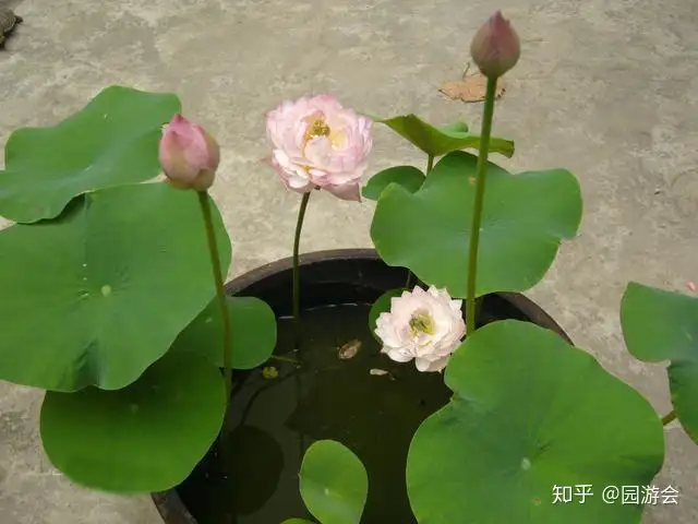 简单几步，手把手教你培养碗莲，开花其实很简单(碗莲怎么养能开花)