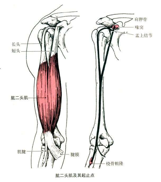 日常需要拉伸的肌肉之肱二头肌 知乎