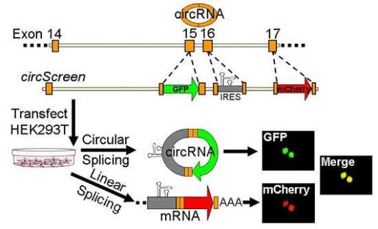 双荧光素酶报告基因检测