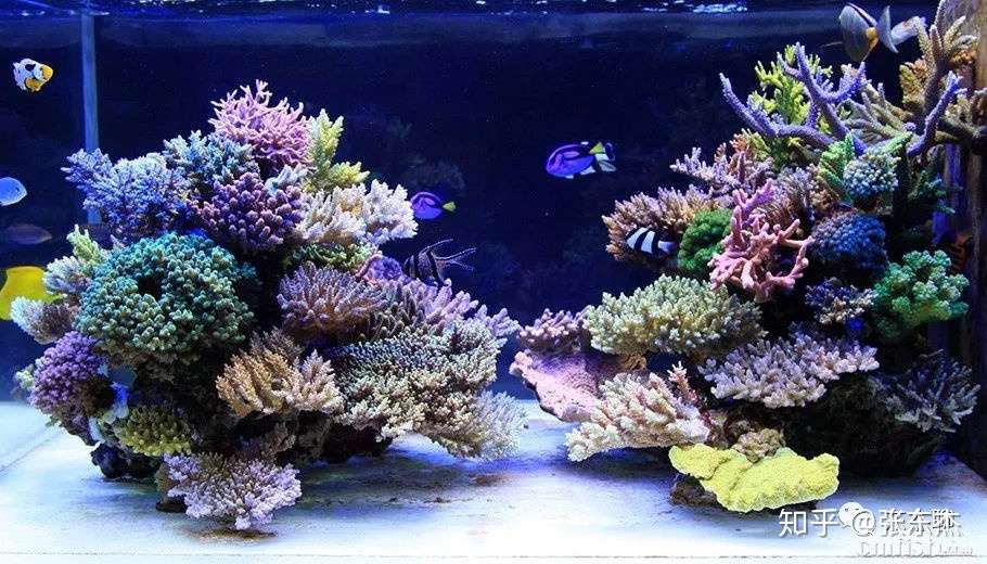 东杰海洋百科 那些英文字母都是啥意思 Sps篇 知乎