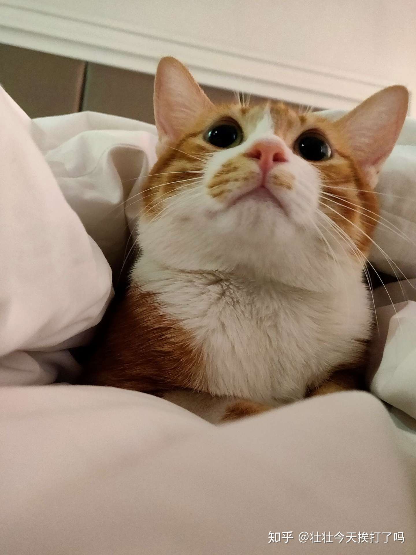 分享一下残疾失禁猫猫的养法 知乎