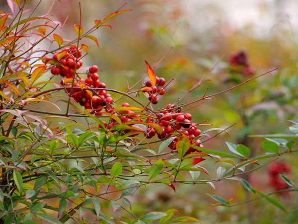 周末出门玩 这些植物不要碰 有毒 知乎