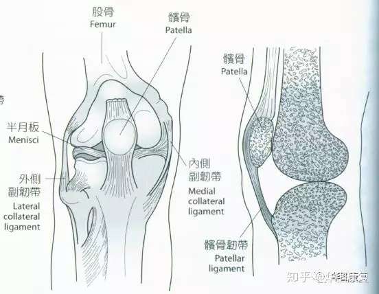 姿势 膝关节解剖学观点与肌动学观点 知乎