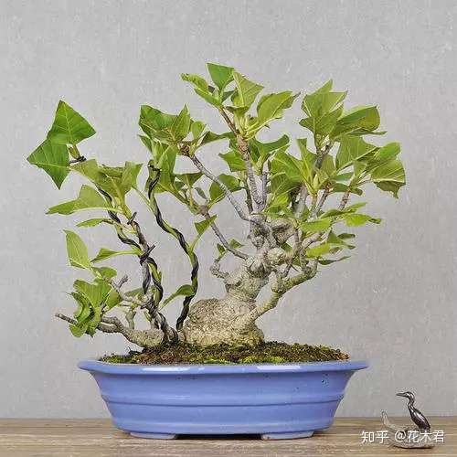 辛夷盆景的鉴赏与制作养护 知乎