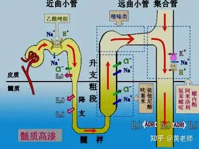 呋塞米和依他尼酸为什么会引起低氯性碱中毒