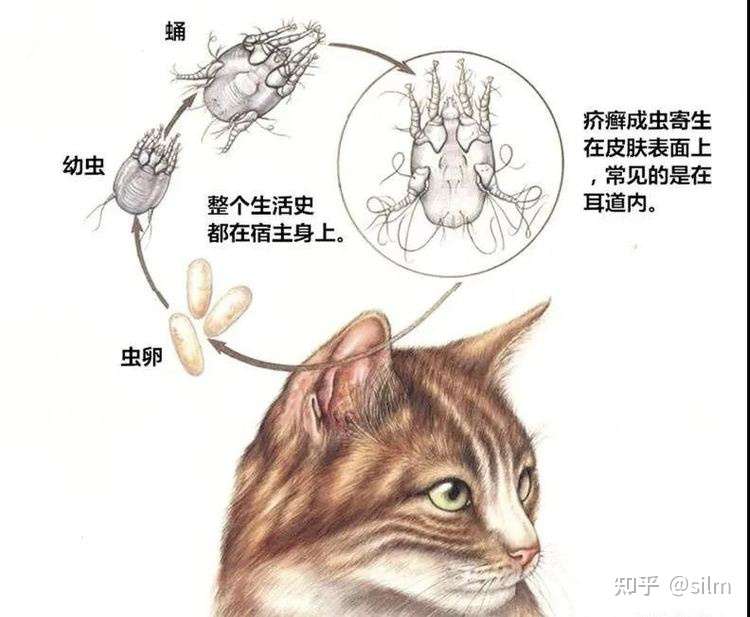 葆喻 猫咪得耳螨要咋办 养猫多年的铲屎官来支招 学会新手猫奴也不慌 知乎