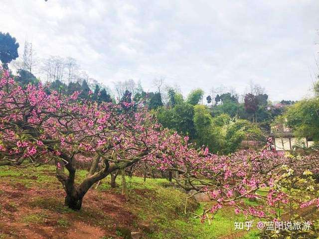 21年春季国内赏花 二 桃花 推荐16个打卡地 知乎