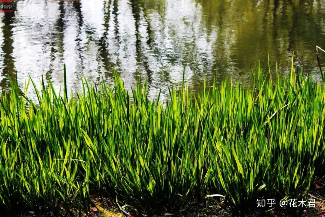 文房菖蒲：市场常见菖蒲的分类辨识及鉴赏- 知乎