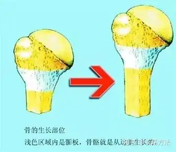 骨骺线闭合和骨微裂长高啥关系呢