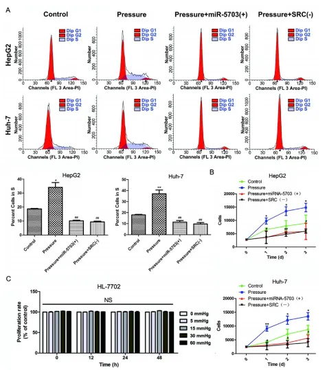 壓力響應(yīng)型 miRNA - 5703 的過(guò)表達(dá)抑制壓力誘導(dǎo)的肝癌生長(zhǎng)和轉(zhuǎn)移