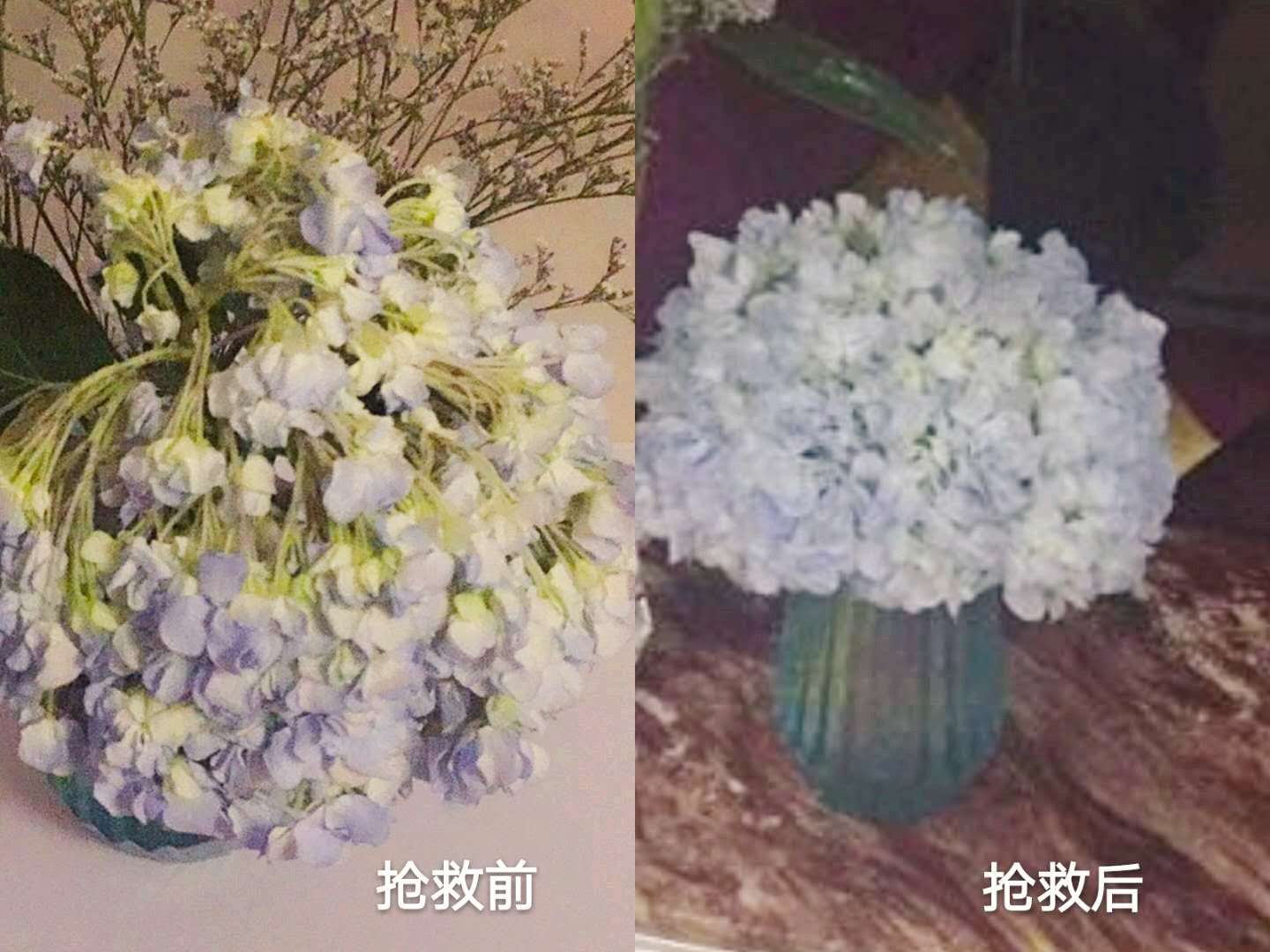 鲜花养不活 那是因为你没看这里 知乎