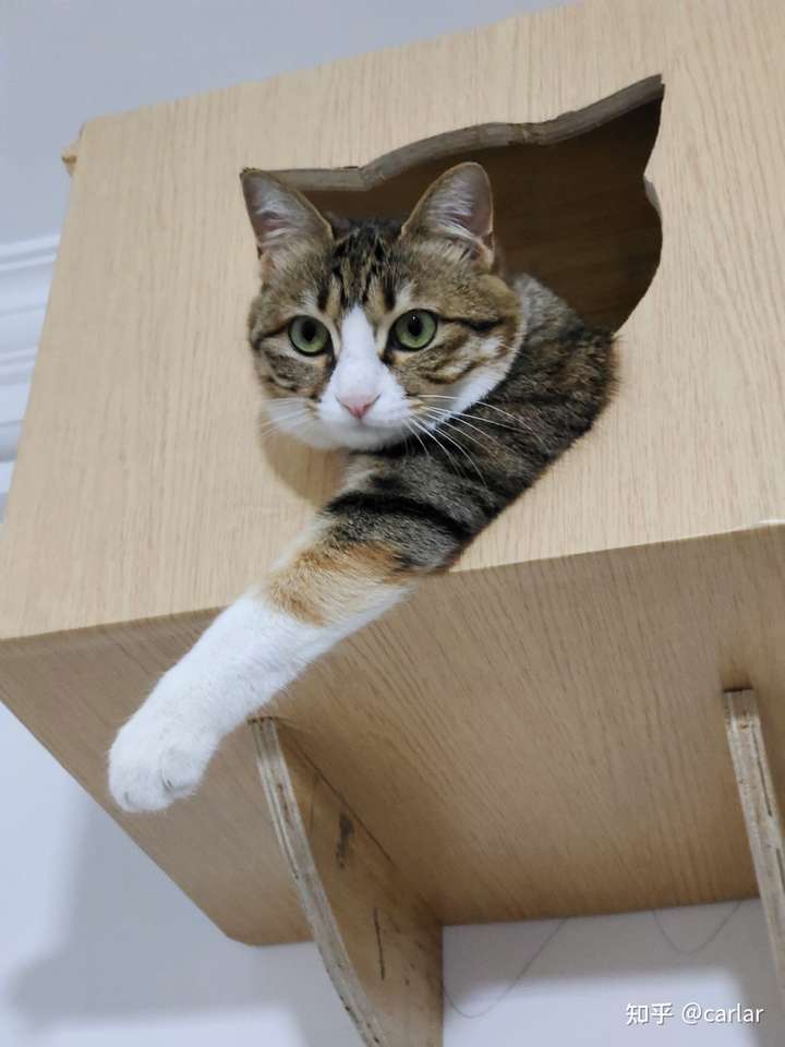 田园狸花猫 村里逮不要多少钱