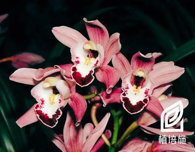 植培施」​虎头兰Cymbidium hookerianum 热带兰栽培手册- 知乎