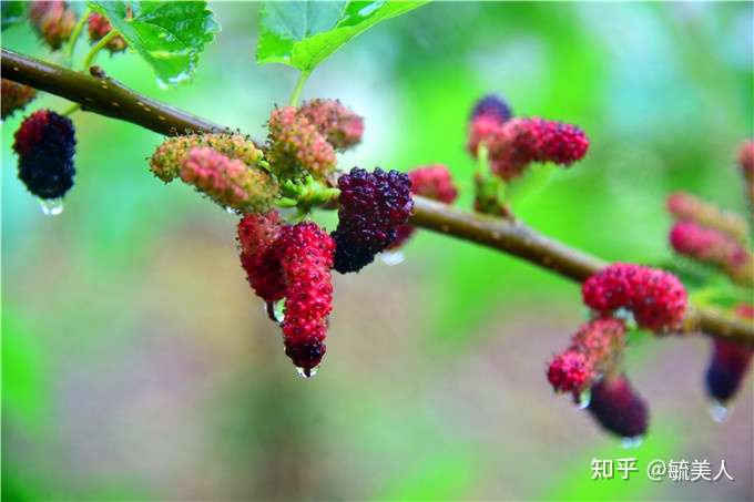 采摘桑果 缫丝纺纱 植物拓染 游客来到佛山渔耕文化园这样玩 知乎