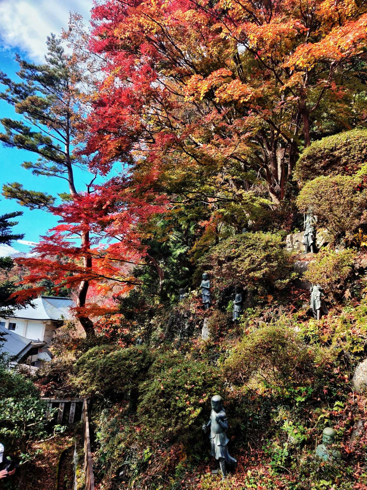 高尾山 红叶 知乎