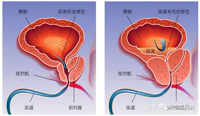 大公鸡报晓