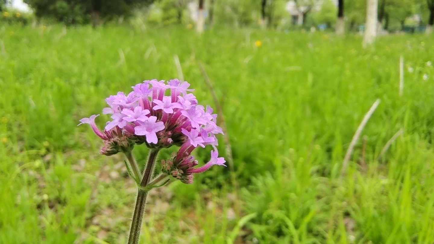 美丽吉安之赏花系列 马鞭草花开美景怡人 知乎