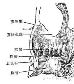 肛乳头瘤一般都是由于肛裂或者是痔疮,肛窦炎等周围肛管慢性炎症的