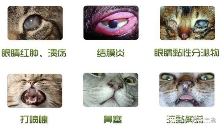 helewuwei,学养猫知识,免费领书 1人 赞同了该文章 猫鼻支 猫传染性鼻