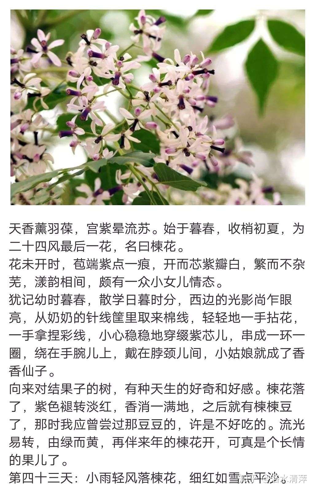 明信片植物志 三 春草芽 画中花 牡丹 桐花 黄水枝 槐花 楝花 蔷薇 荼蘼 石榴 麦瓶草 凌霄花 知乎