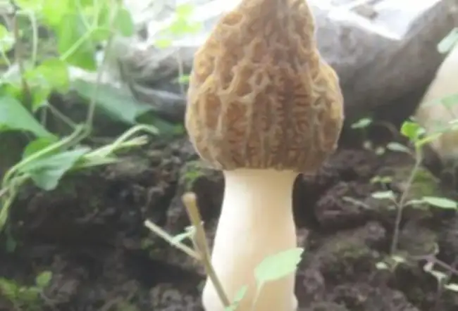 快来看(不可错过的甘南)甘南是什么菜2023已更新 第9张