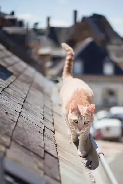 日本人为什么那么爱猫 这需要追溯到唐朝 知乎