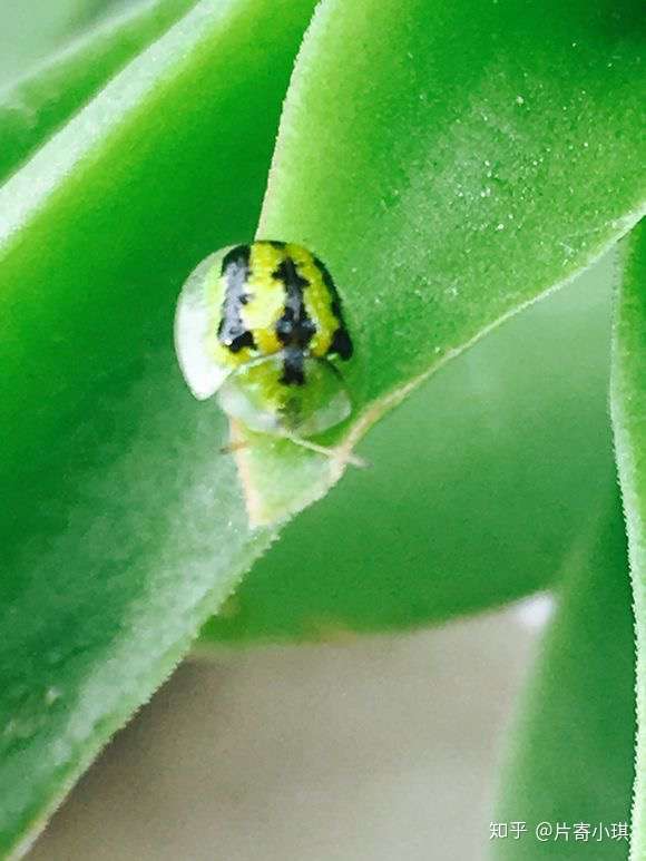 有谁知道背部有像西瓜纹路的虫子瓢虫或金龟子是什么