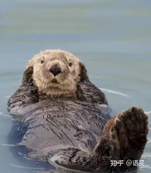 有没有水獭洗头的动态表情包