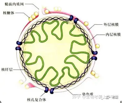 细胞生物学考研思维导图带背之细胞骨架微管中间丝