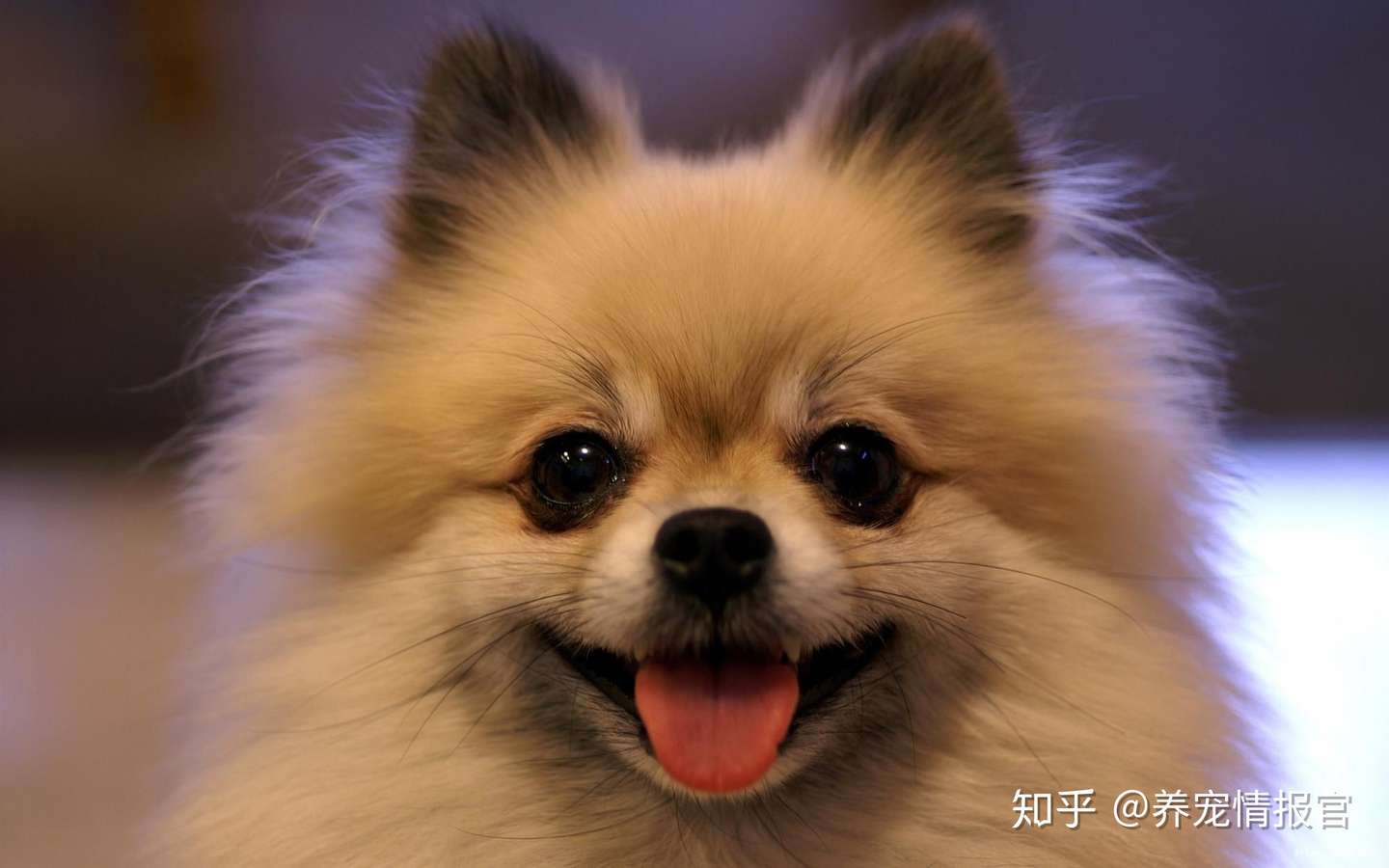 养狗就要养博美 漂亮可爱的博美狗狗养成记 知乎