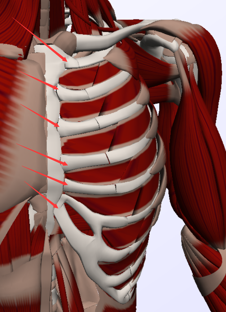 先從胸骨開始
