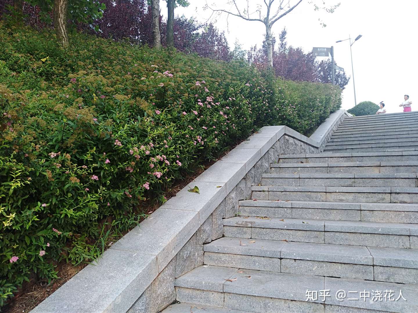 身边的绿篱植物 你都认识吗 知乎