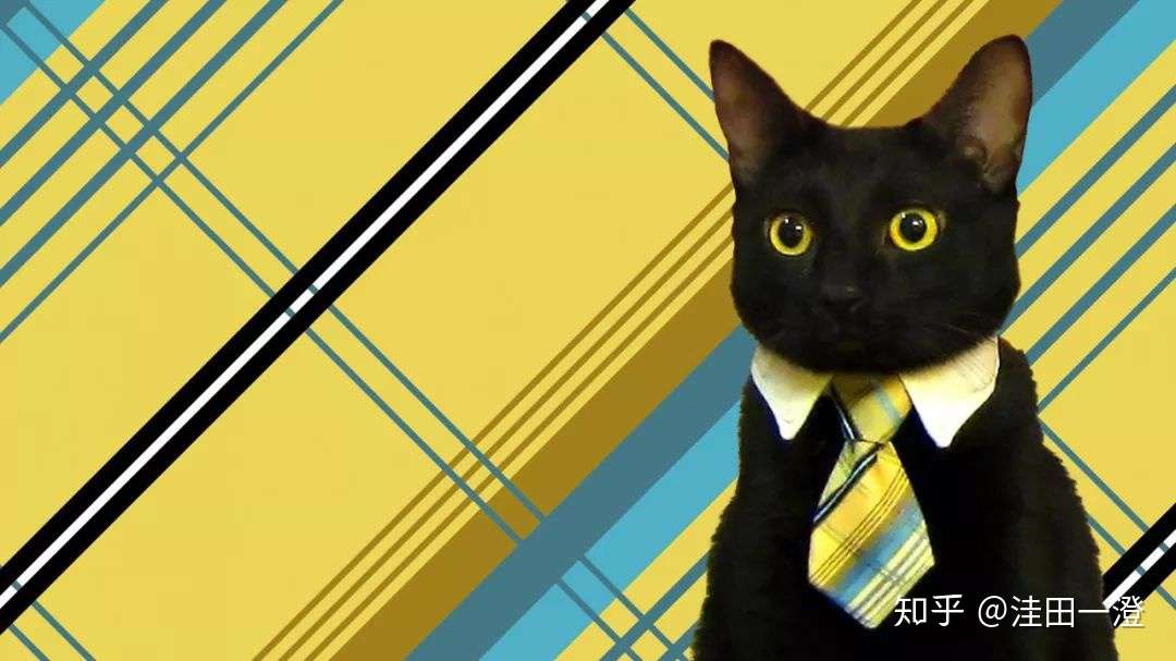 似乎养猫的人更容易成为ceo 知乎