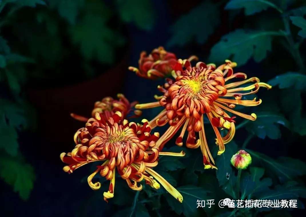 零基础学花艺 30种菊科植物介绍 知乎
