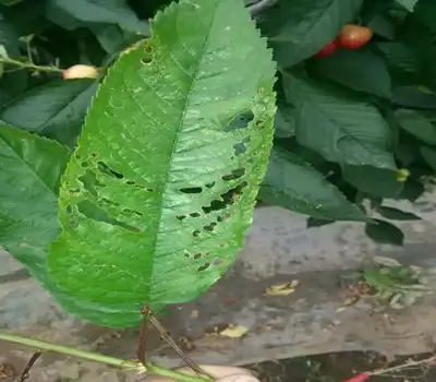 防治大樱桃叶部穿孔病的方法