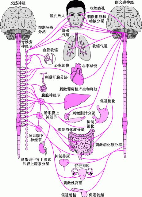 交感神经在哪里图片图片