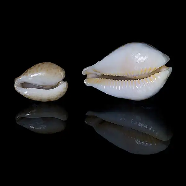 希少 貝殻標本 サルアワビ9.5cm - その他