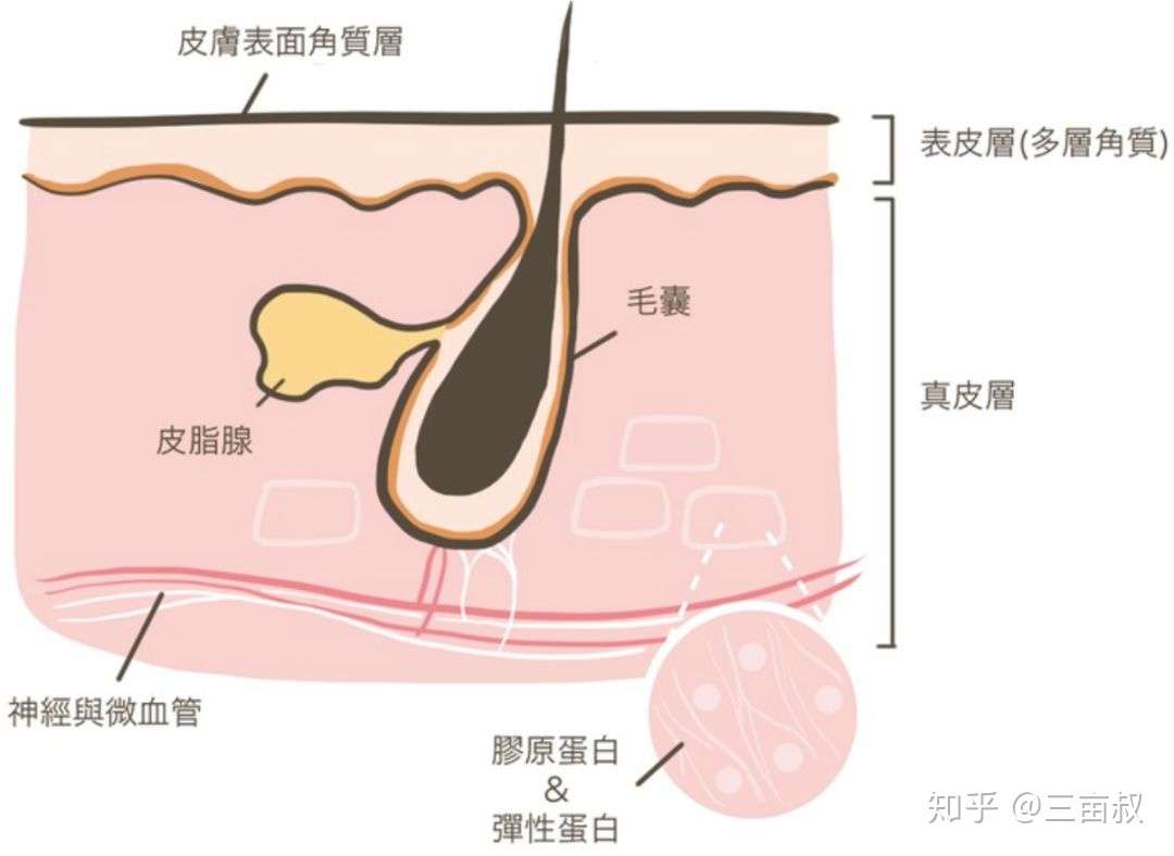 这个发现 颠覆了我14年的专业认知 毛孔粗大 基础颜究 知乎