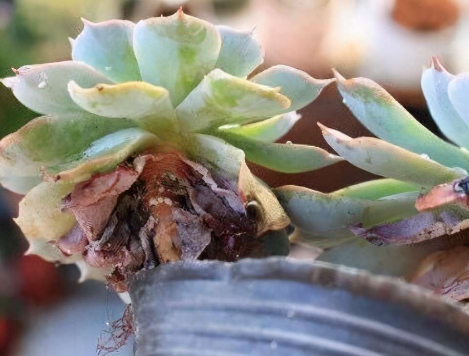 多肉种植从入门到放弃 知乎