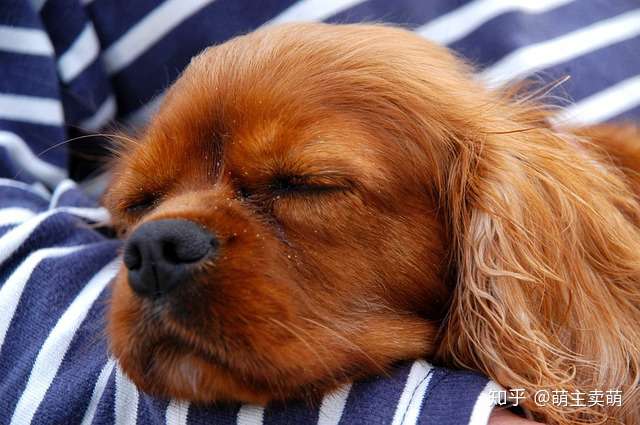 狗狗睡觉呼吸短急促是什么原因是生病了吗 知乎