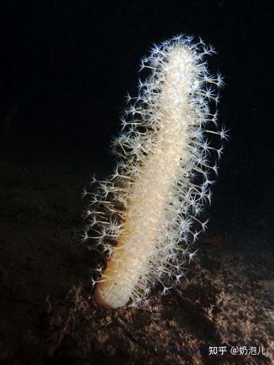 在平潭岛沙滩上发现的生物请问是啥