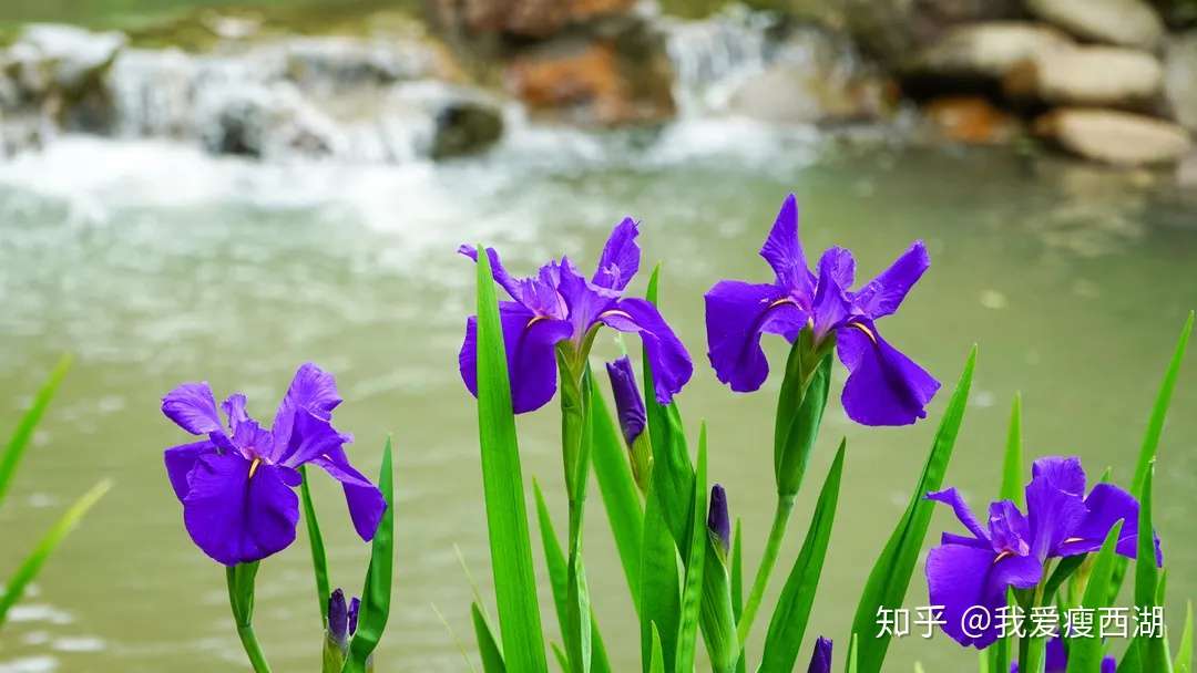 初夏展露芳颜的鸢尾花 知乎