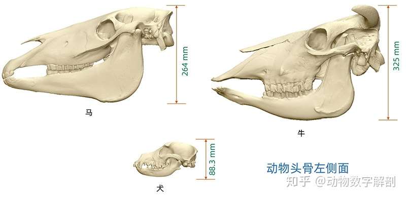 动物三维模型 动物头骨1 知乎