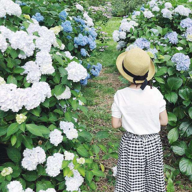 初夏限定 错过4月的樱花 雨季的紫阳花来了 知乎