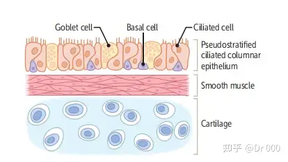假复层纤毛柱状上皮中的假复层有什么含义吗