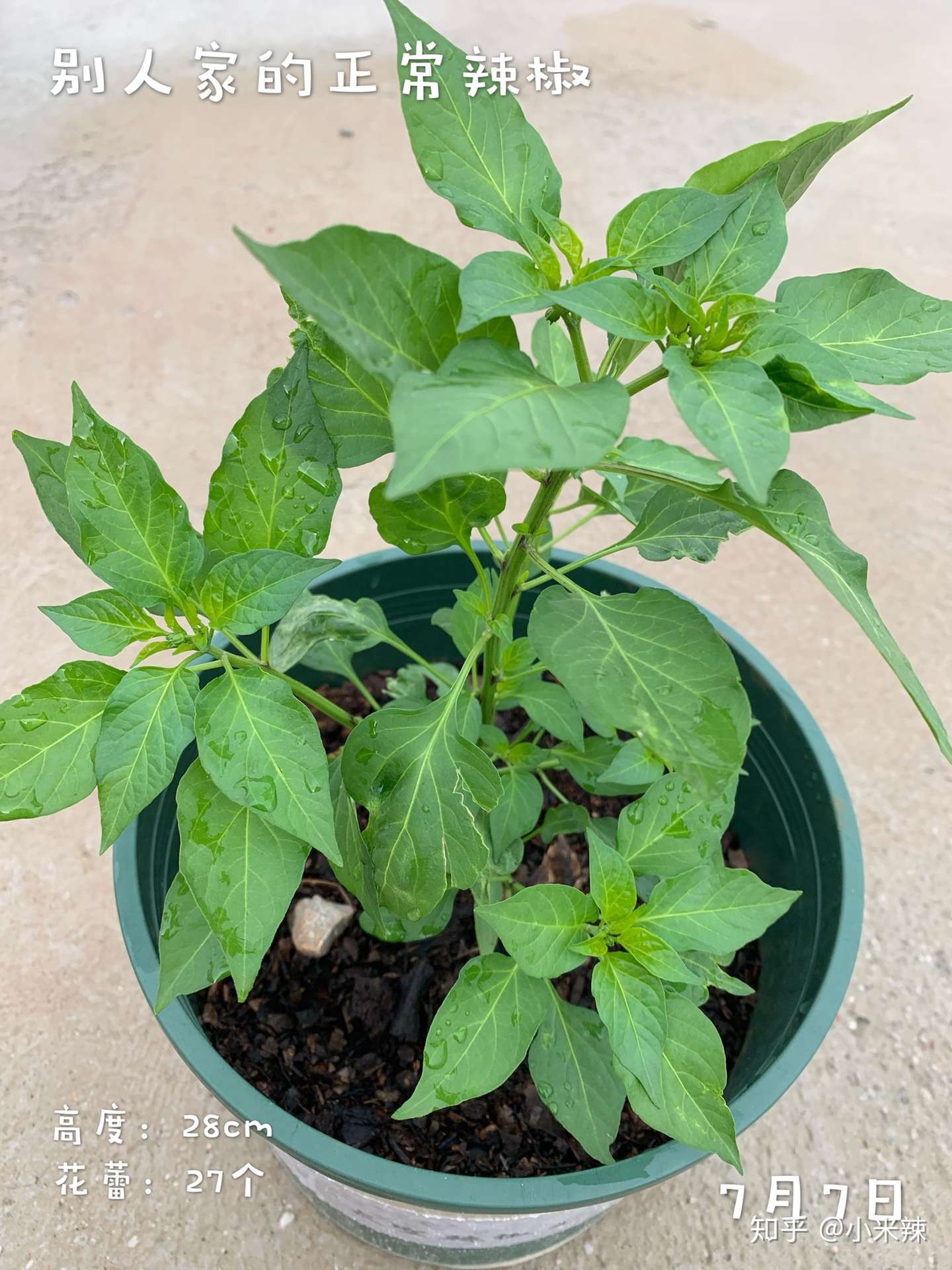 盆栽蔬菜种植攻略 知乎