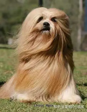 拉萨阿普索犬图片