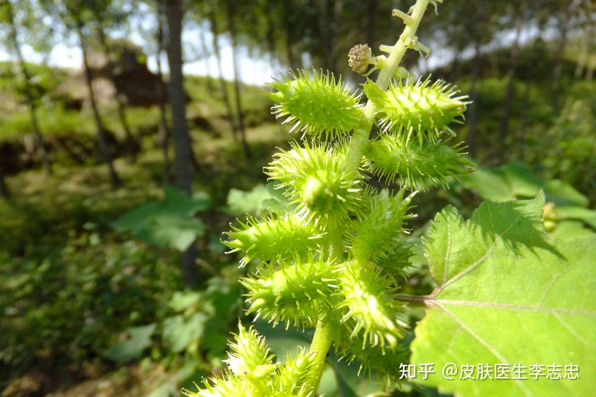 皮肤医生李志忠 的想法: #皮肤瘙痒# 【今日分享】祛风止痒的中药