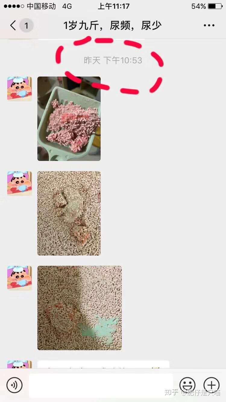 猫咪膀胱炎，尿频，排尿困难怎么办？ - 知乎